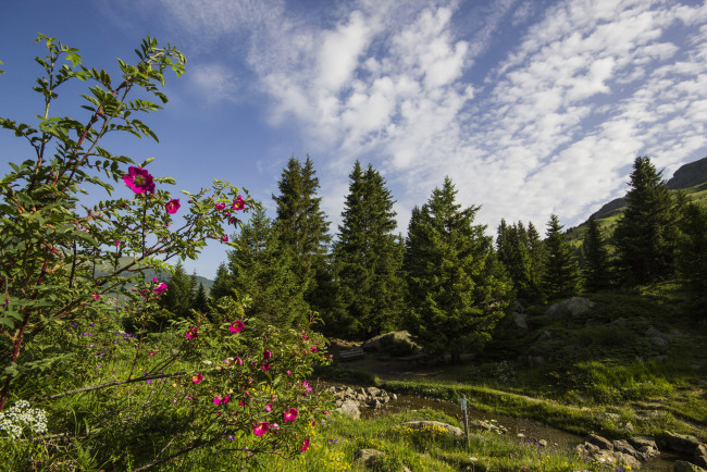 Обои картинки фото природа, реки, озера, река, лес