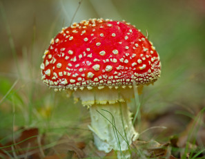 Картинка природа грибы +мухомор грибок