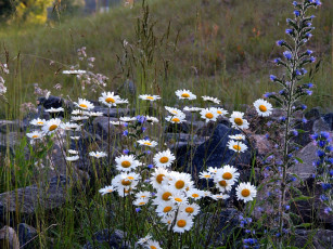 Картинка цветы луговые+ полевые +цветы ромашки