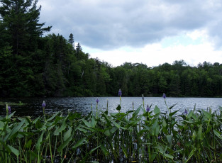 Картинка природа реки озера река вода цветы деревья
