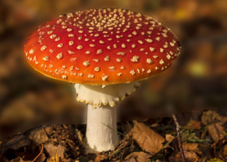 Картинка природа грибы +мухомор грибок