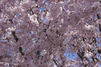 Картинка цветы цветущие+деревья+ +кустарники весна деревья вишня