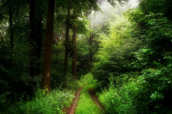 Картинка природа дороги деревья лес весна