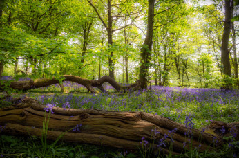 Картинка природа лес весна деревья