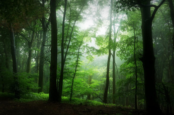 Картинка природа лес весна деревья