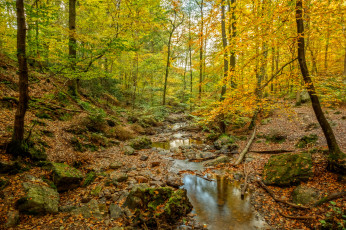 Картинка природа реки озера река лес