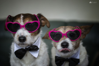 Картинка юмор+и+приколы собаки очки дом