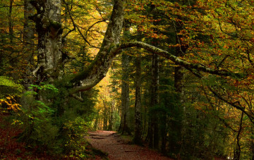 Картинка природа лес деревья