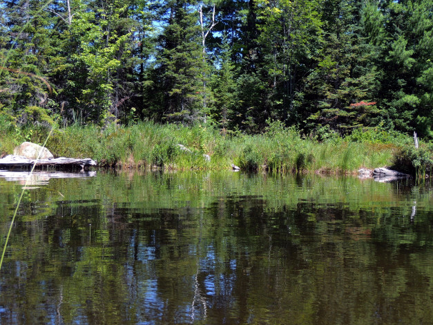 Обои картинки фото природа, реки, озера, деревья, река