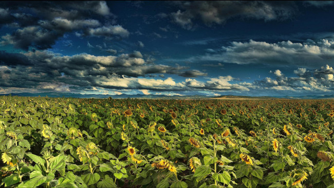 Обои картинки фото цветы, подсолнухи, пейзаж, облака, небо, поле
