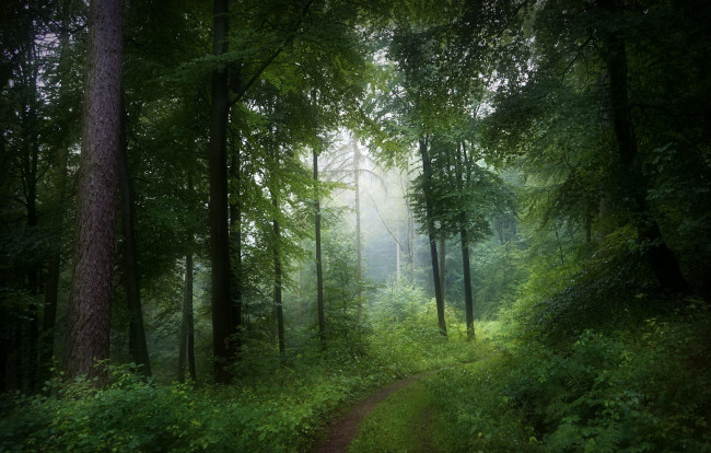 Обои картинки фото природа, дороги, весна, деревья, лес