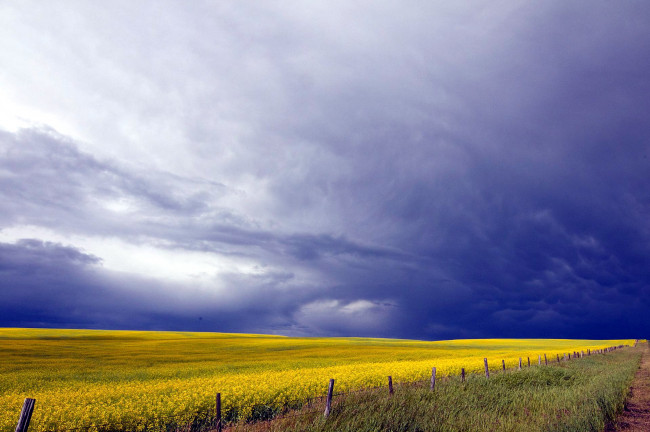 Обои картинки фото природа, поля, изгородь, рапс, поле, тучи
