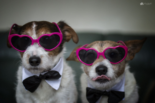 Обои картинки фото юмор и приколы, собаки, очки, дом