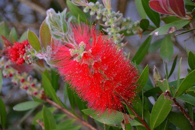 Обои картинки фото цветы, каллистемон, пушистый