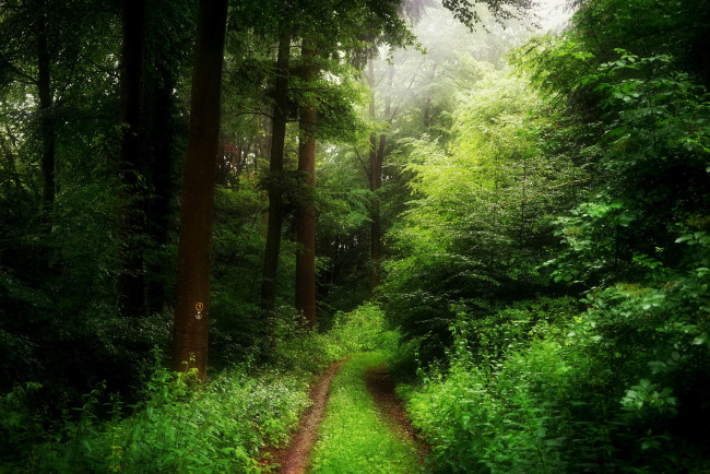 Обои картинки фото природа, дороги, деревья, лес, весна