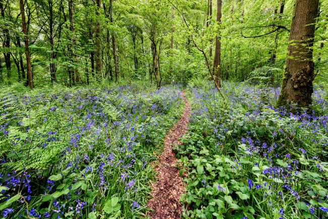 Обои картинки фото природа, лес, тропика