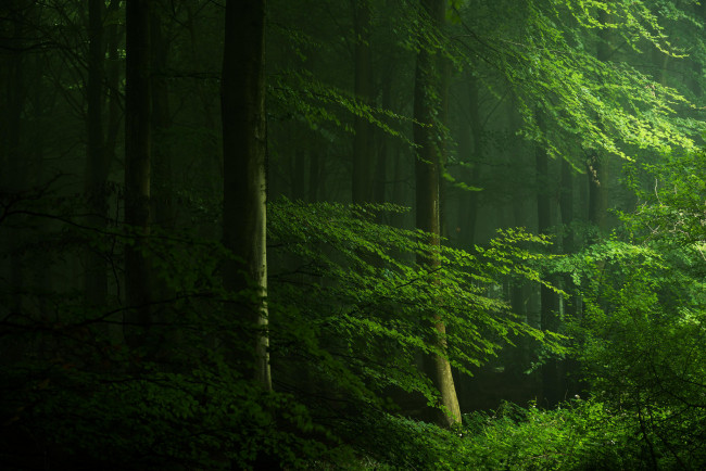 Обои картинки фото природа, лес, весна, деревья