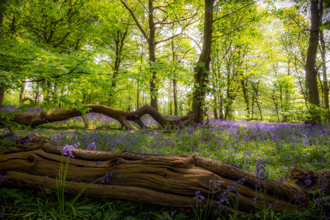 Обои картинки фото природа, лес, весна, деревья