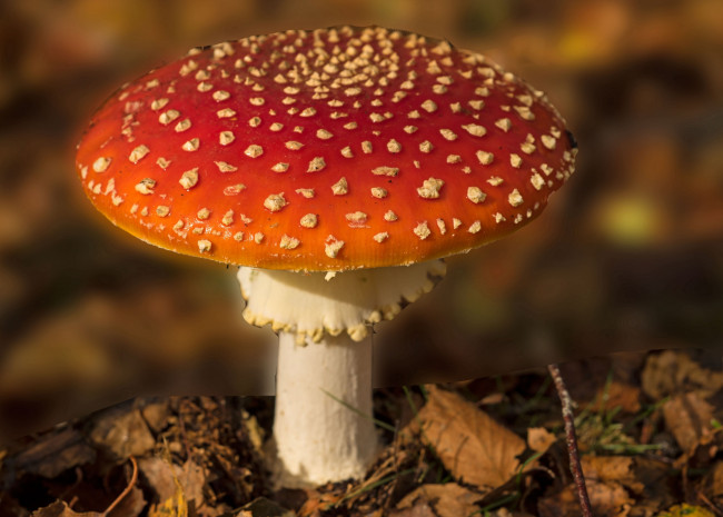 Обои картинки фото природа, грибы,  мухомор, грибок