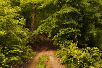 Картинка природа дороги простор