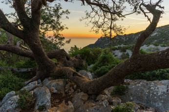 Картинка природа деревья простор