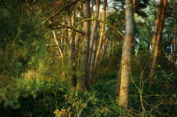 Картинка природа лес простор