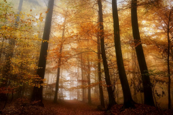 Картинка природа лес простор