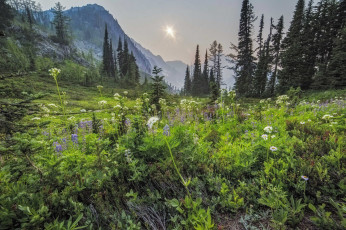 Картинка природа луга простор