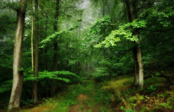 Картинка природа лес простор