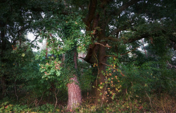 Картинка природа лес простор