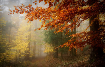 Картинка природа лес простор