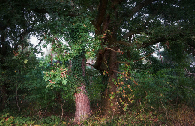 Обои картинки фото природа, лес, простор