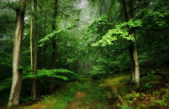 Обои картинки фото природа, лес, простор