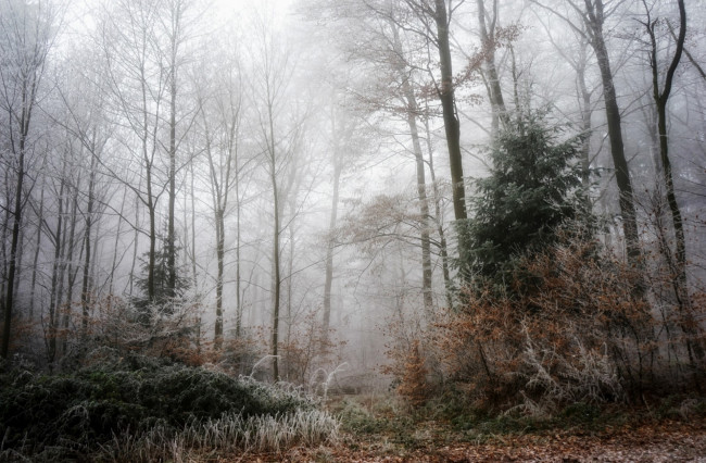 Обои картинки фото природа, лес, простор