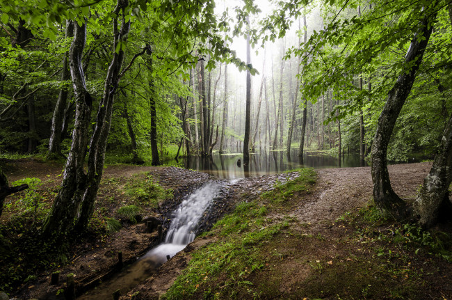 Обои картинки фото природа, лес, простор