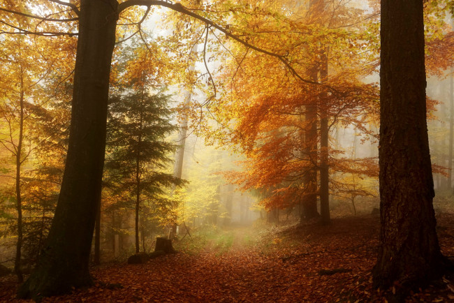 Обои картинки фото природа, лес, простор