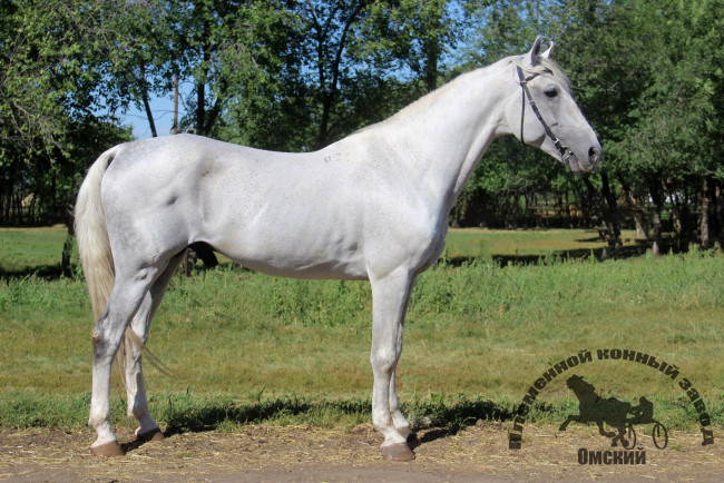 Обои картинки фото животные, лошади, конь, белый, лужайка