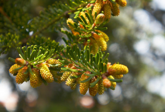 обоя природа, шишки,  жёлуди,  каштаны, green, tree, twig