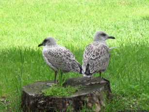 обоя животные, Чайки, бакланы, крачки