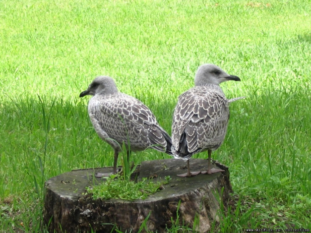 Обои картинки фото животные, Чайки, бакланы, крачки