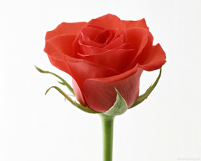 Картинка цветы розы