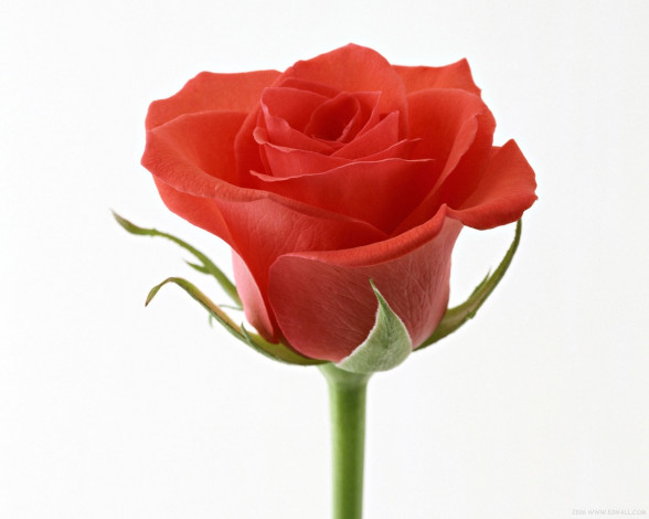 Обои картинки фото цветы, розы