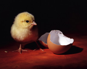 Картинка животные куры петухи