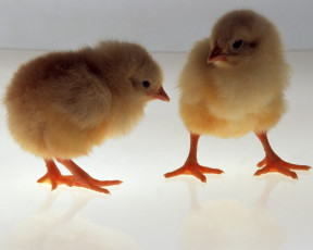 Картинка животные куры петухи