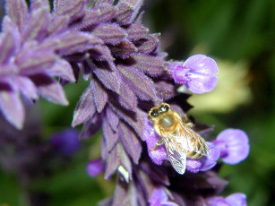 Картинка цветы