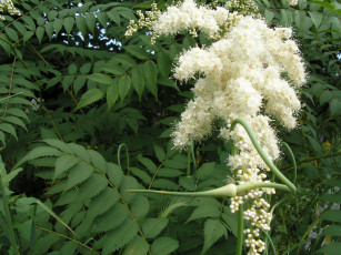 Картинка цветы цветущие деревья кустарники