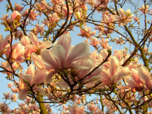 Картинка цветы магнолии