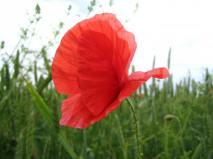 Картинка цветы маки