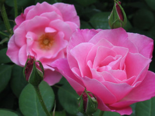 Картинка цветы розы