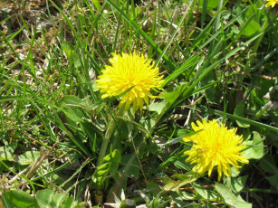 Картинка одуванчег цветы одуванчики